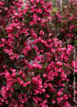 WEIGELA florida ALEXANDRA