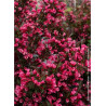 WEIGELA florida ALEXANDRA cov (Weigelia)