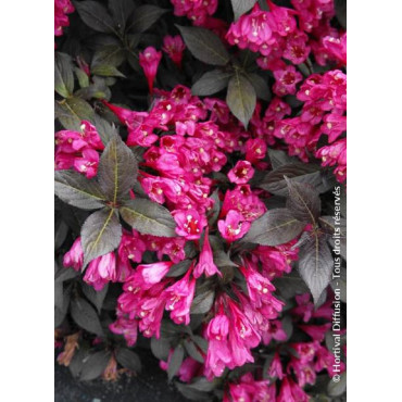 WEIGELA florida MINOR BLACK® (Weigelia)