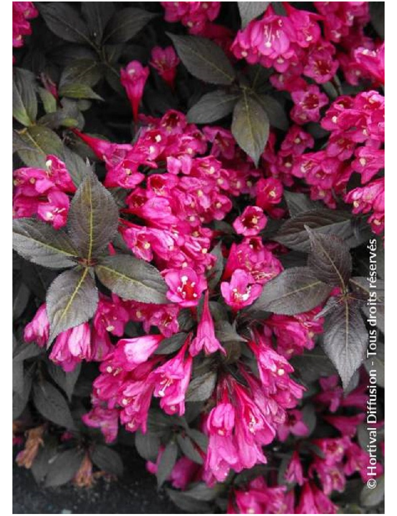 WEIGELA florida MINOR BLACK® (Weigelia)