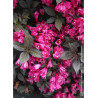 WEIGELA florida MINOR BLACK® (Weigelia)