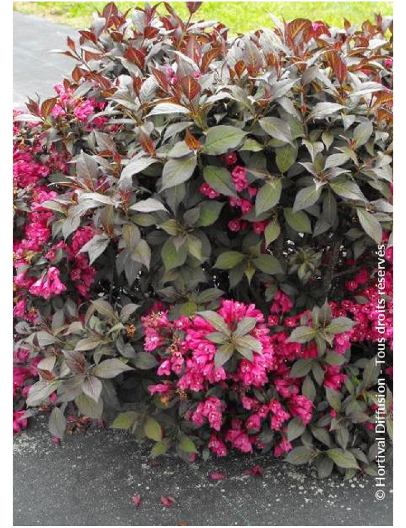 WEIGELA florida MINOR BLACK® (Weigelia)