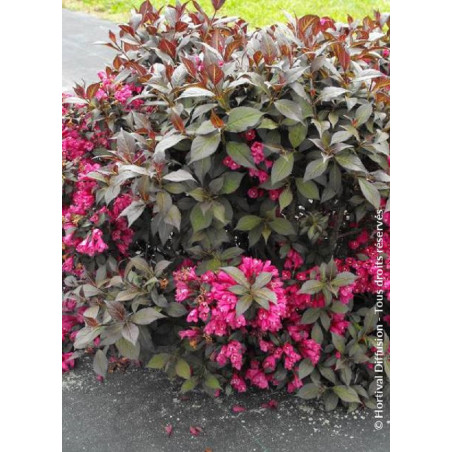 WEIGELA florida MINOR BLACK® (Weigelia)