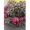 WEIGELA florida MINOR BLACK® (Weigelia)