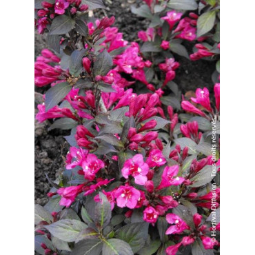 WEIGELA florida MINOR BLACK® (Weigelia)