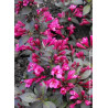 WEIGELA florida MINOR BLACK® (Weigelia)