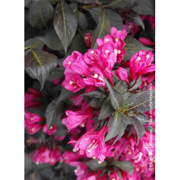 WEIGELA florida MINOR BLACK® (Weigelia)