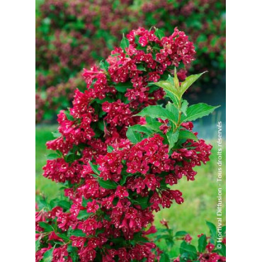 WEIGELA RED PRINCE (Weigelia)