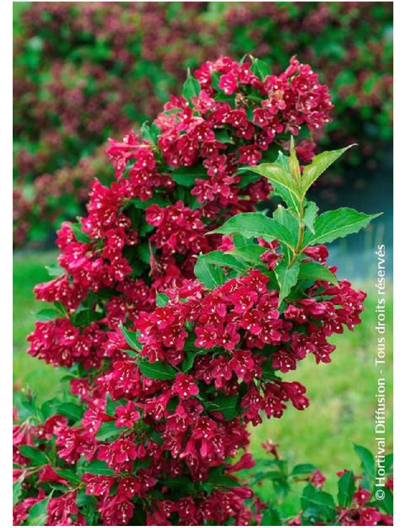 WEIGELA RED PRINCE (Weigelia)