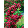 WEIGELA RED PRINCE (Weigelia)