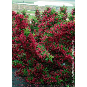 WEIGELA RED PRINCE (Weigelia)