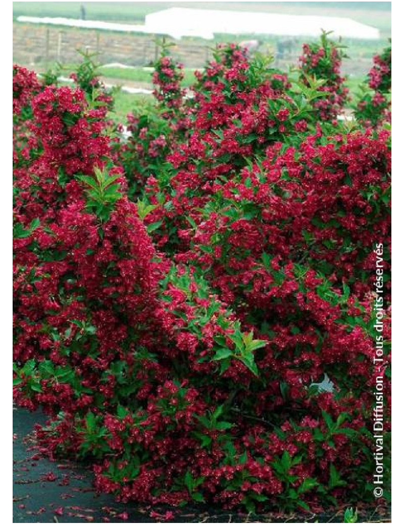 WEIGELA RED PRINCE (Weigelia)