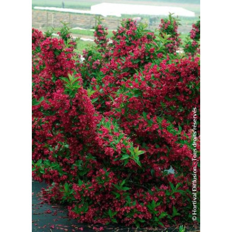 WEIGELA RED PRINCE (Weigelia)