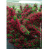 WEIGELA RED PRINCE (Weigelia)