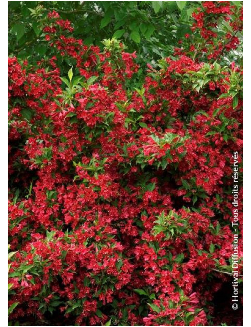 WEIGELA RED PRINCE (Weigelia)