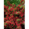 WEIGELA RED PRINCE (Weigelia)