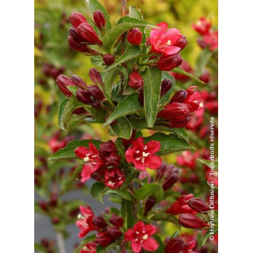 WEIGELA NAIN ROUGE® (Weigelia)