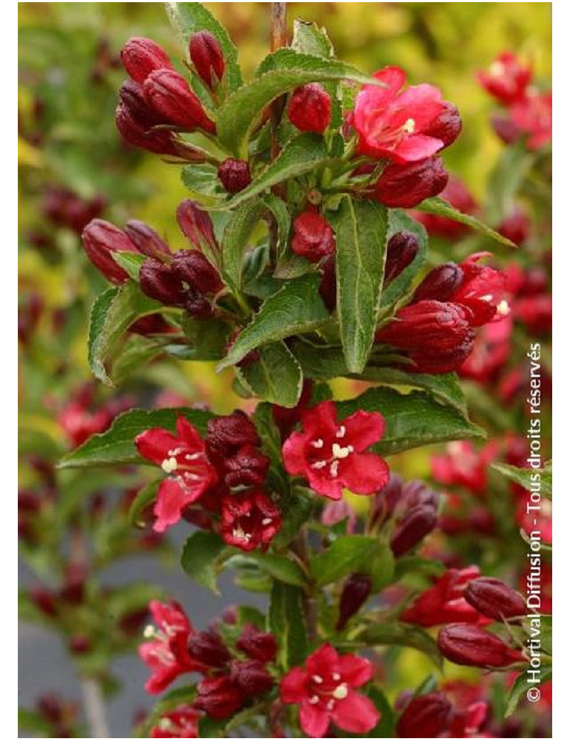 WEIGELA NAIN ROUGE® (Weigelia)