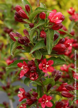 WEIGELA NAIN ROUGE