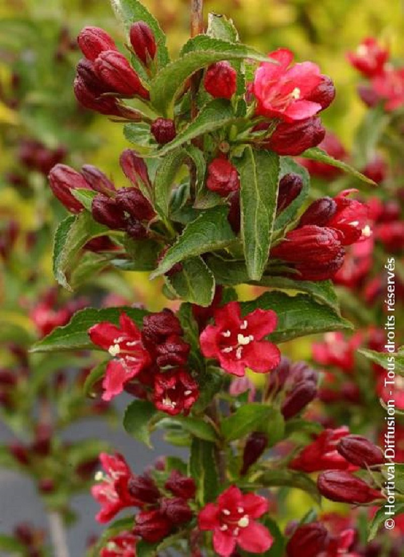WEIGELA NAIN ROUGE