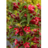 WEIGELA NAIN ROUGE® (Weigelia)