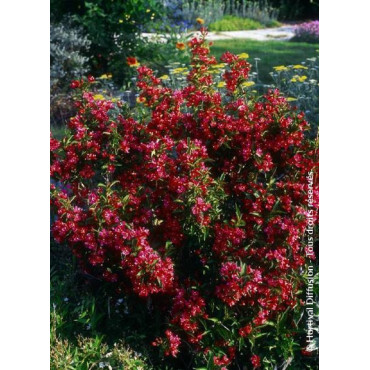 WEIGELA NAIN ROUGE® (Weigelia)