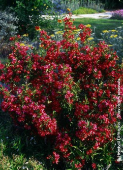 WEIGELA NAIN ROUGE