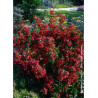 WEIGELA NAIN ROUGE® (Weigelia)