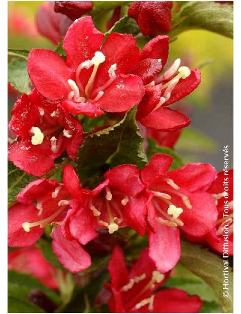 WEIGELA NAIN ROUGE® (Weigelia)