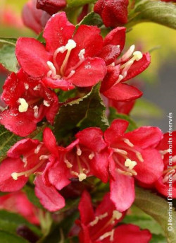 WEIGELA NAIN ROUGE