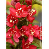 WEIGELA NAIN ROUGE® (Weigelia)