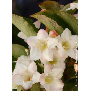 WEIGELA SNOWFLAKE (Weigelia)