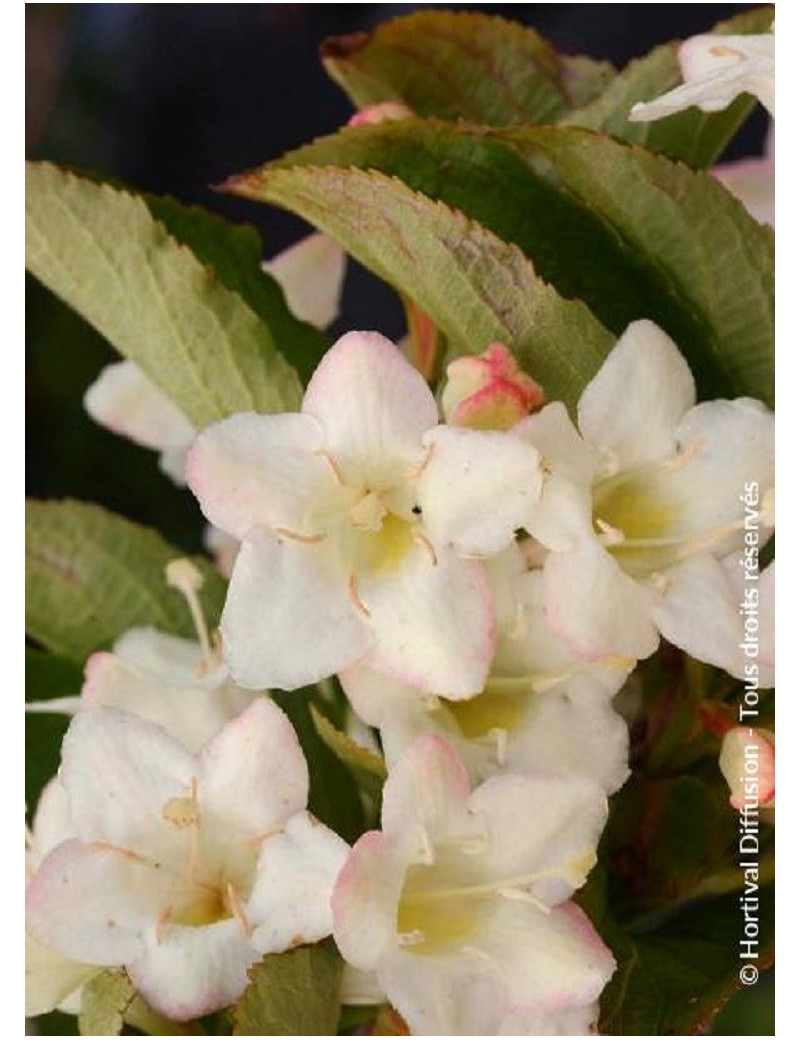 WEIGELA SNOWFLAKE (Weigelia)