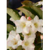 WEIGELA SNOWFLAKE (Weigelia)