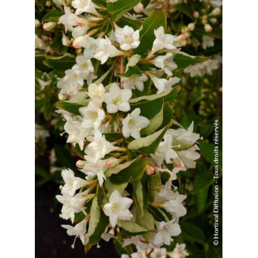 WEIGELA SNOWFLAKE (Weigelia)