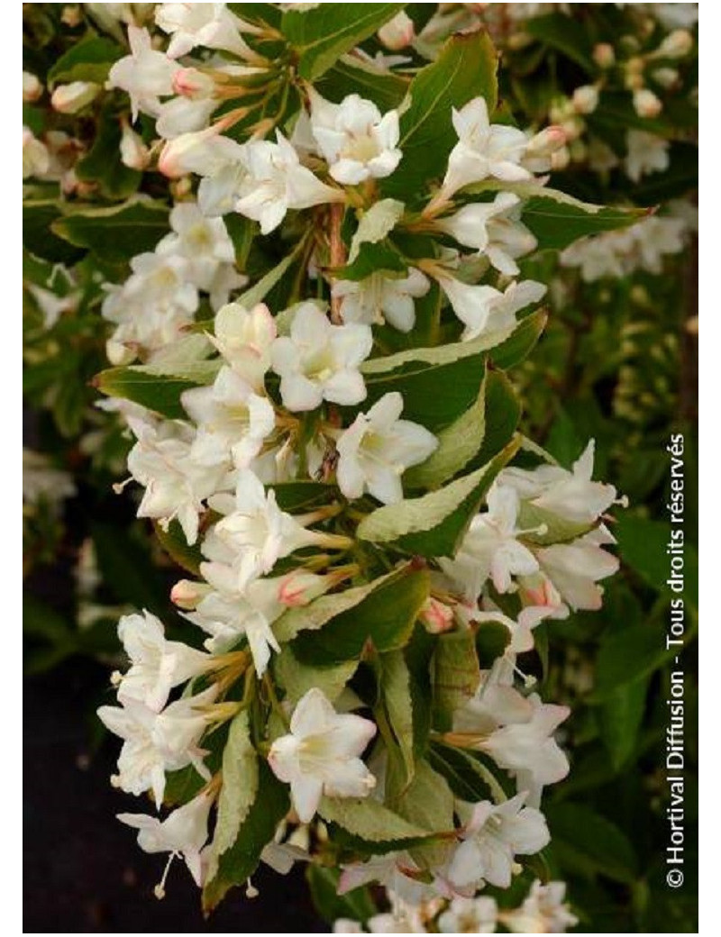 WEIGELA SNOWFLAKE WEIGELA SNOWFLAKE