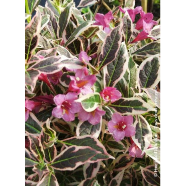 WEIGELA florida MONET® (Weigelia)