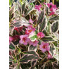 WEIGELA florida MONET® (Weigelia)