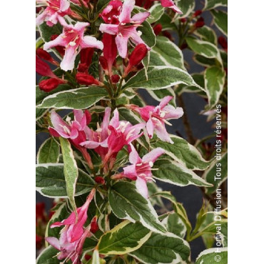 WEIGELA florida NANA VARIEGATA (Weigelia)