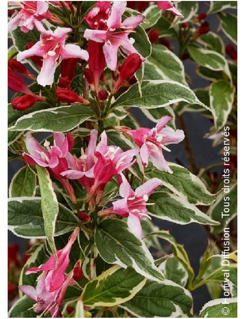 WEIGELA florida NANA VARIEGATA (Weigelia)