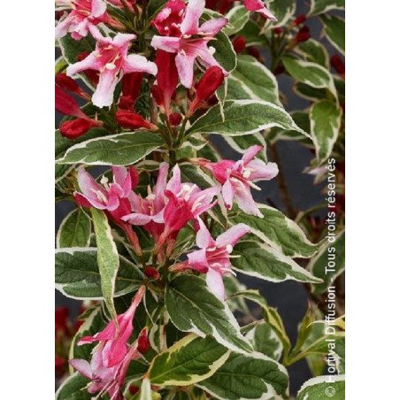 WEIGELA florida NANA VARIEGATA (Weigelia)