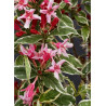 WEIGELA florida NANA VARIEGATA (Weigelia)