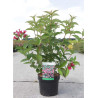 WEIGELA BRISTOL RUBY (Weigelia) En pot de 4-5 litres forme buisson