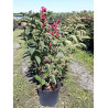 WEIGELA BRISTOL RUBY (Weigelia) En pot de 10-12 litres forme buisson extra