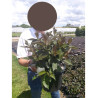 WEIGELA EBONY & IVORY® (Weigelia) En pot de 4-5 litres forme buisson