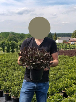 WEIGELA florida ALEXANDRA En pot de 4-5 litres