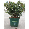 WEIGELA EBONY & IVORY® (Weigelia) En pot de 10-12 litres forme buisson