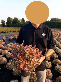 WEIGELA florida MONET En pot de 4-5 litres