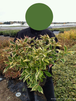 WEIGELA florida NANA VARIEGATA En pot de 4-5 litres