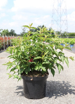 WEIGELA NAIN ROUGE En pot de 10-12 litres